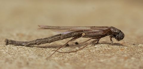 Ship-timber Beetle - Family Lymexylidae. Ship-timber Beetle- Family Lymexylidae (I’d. info is from INaturalist ) Approximately 12 mm long.
Attracted to UV light. Australia,Eamw beetles,Encounter Bay SA,Geotagged,Summer,UVL
