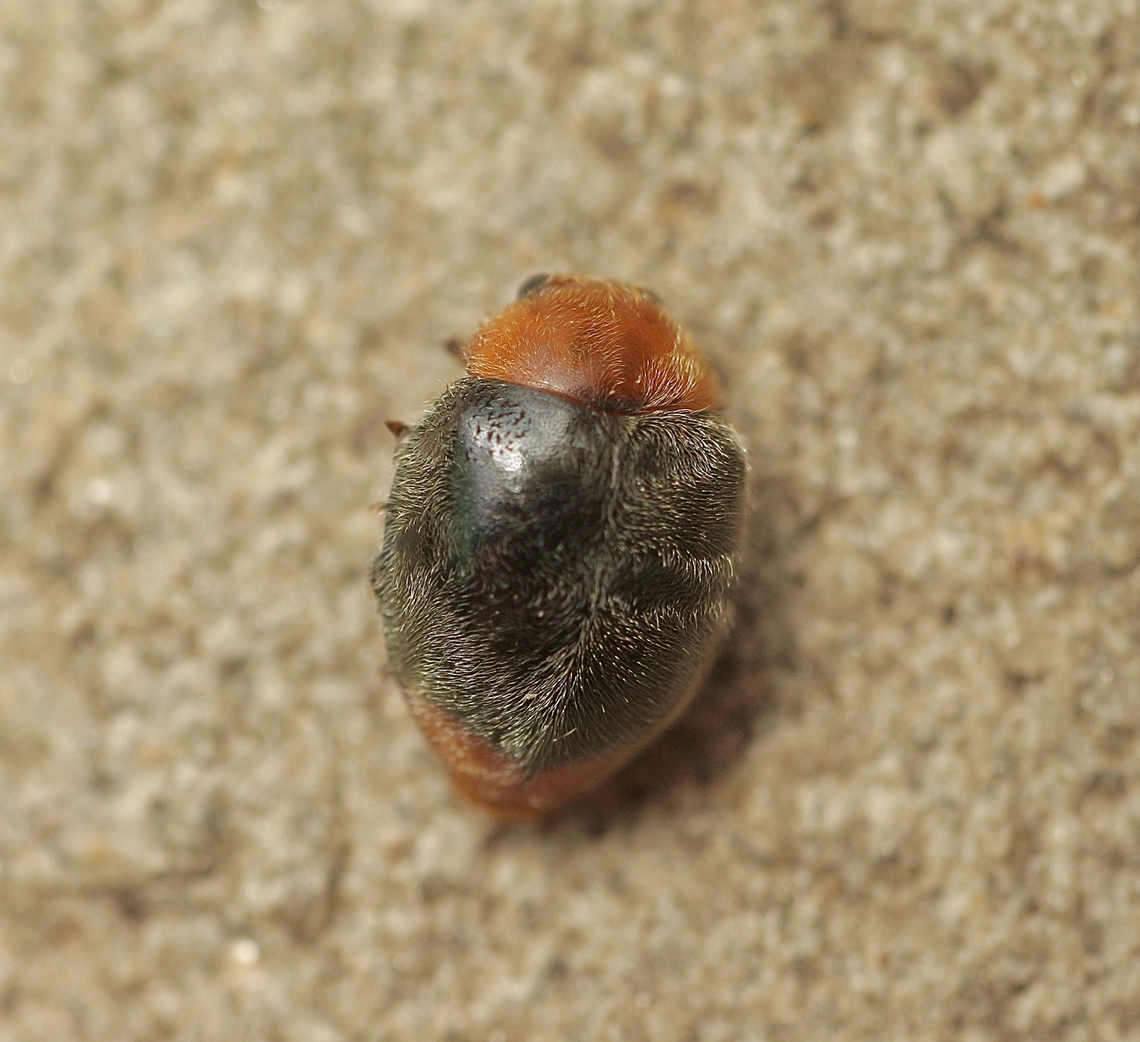 Mealybug Destroyer - Cryptolaemus montrouzieri Found in my herb garden. Australia,Cryptolaemus montrouzieri,Eamw beetles,Encounter Bay SA,Geotagged,Mealybug Destroyer,Summer