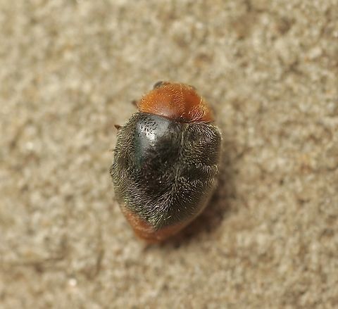Mealybug Destroyer - Cryptolaemus montrouzieri Found in my herb garden. Australia,Cryptolaemus montrouzieri,Eamw beetles,Encounter Bay SA,Geotagged,Mealybug Destroyer,Summer