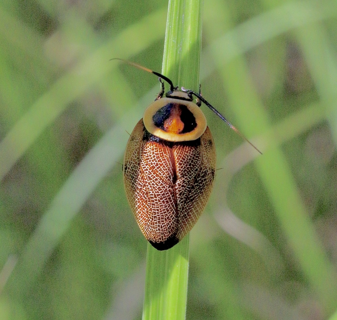 Bush cockroach- Ellipsidion humerale  Australia,Common Ellipsidion,Eamw cockroaches,Ellipsidion humerale,Geotagged,Karana Downs Qld,Summer