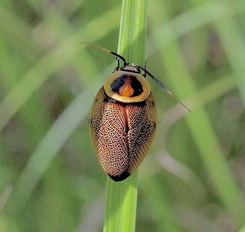 Bush cockroach- Ellipsidion humerale  Australia,Common Ellipsidion,Eamw cockroaches,Ellipsidion humerale,Geotagged,Karana Downs Qld,Summer