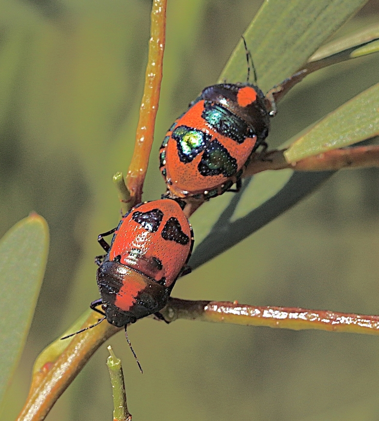 Red Jewel Bug - Choerocoris paganus  Australia,Choerocoris paganus,Eamw shield bugs,Geotagged,Ground shield bug,Newland head conservation park SA,Spring