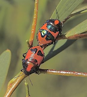 Red Jewel Bug - Choerocoris paganus  Australia,Choerocoris paganus,Eamw shield bugs,Geotagged,Ground shield bug,Newland head conservation park SA,Spring