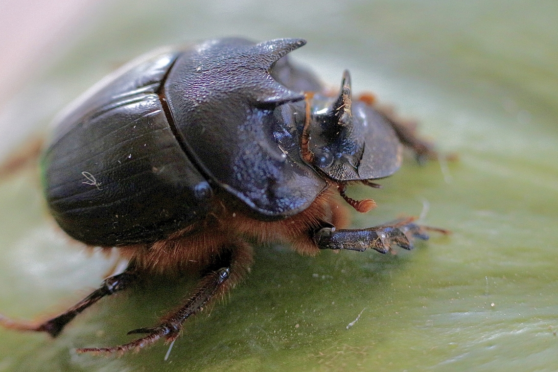 Dung beetle- Onthophagus leai  Australia,Eamw beetles,Fall,Geotagged,Haleculani NSW,Onthophagus leai