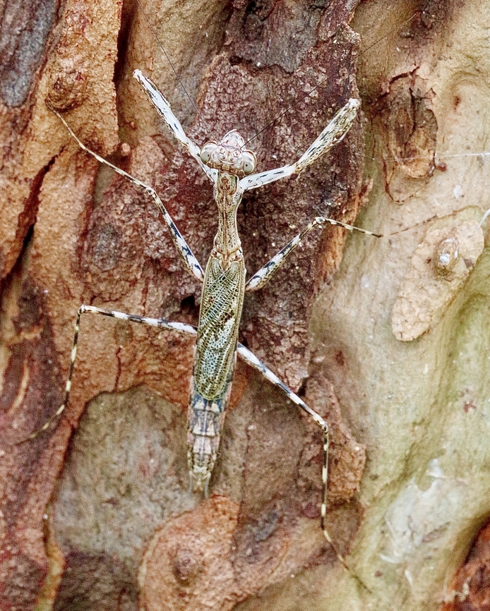Eastern Treerunner Mantis - Ciulfina biseriata  Anstead Bushland Reserve,Australia,Ciulfina biseriata,Eamw mantids,Eastern Treerunner Mantis,Geotagged,Summer