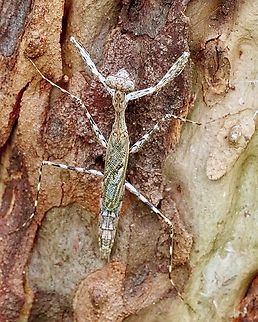 Eastern Treerunner Mantis - Ciulfina biseriata  Anstead Bushland Reserve,Australia,Ciulfina biseriata,Eamw mantids,Eastern Treerunner Mantis,Geotagged,Summer
