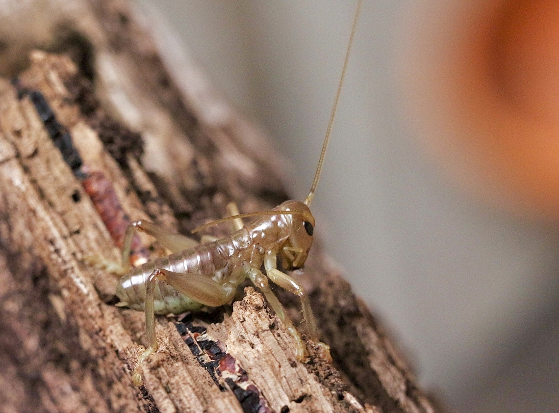 Raspy Cricket - Family Gryllacrididae  Australia,Eamw crickets,Geotagged,Wilson’s Promontory,Winter