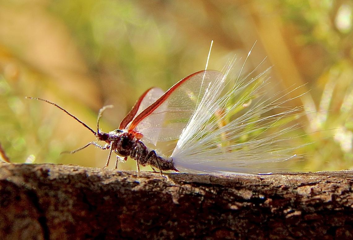 Scale Insect - Genus Callipappus  Australia,Eamw scale insects,Fall,Geotagged,Mount Billy Conservation Park