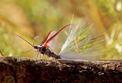 Scale Insect - Genus Callipappus  Australia,Eamw scale insects,Fall,Geotagged,Mount Billy Conservation Park