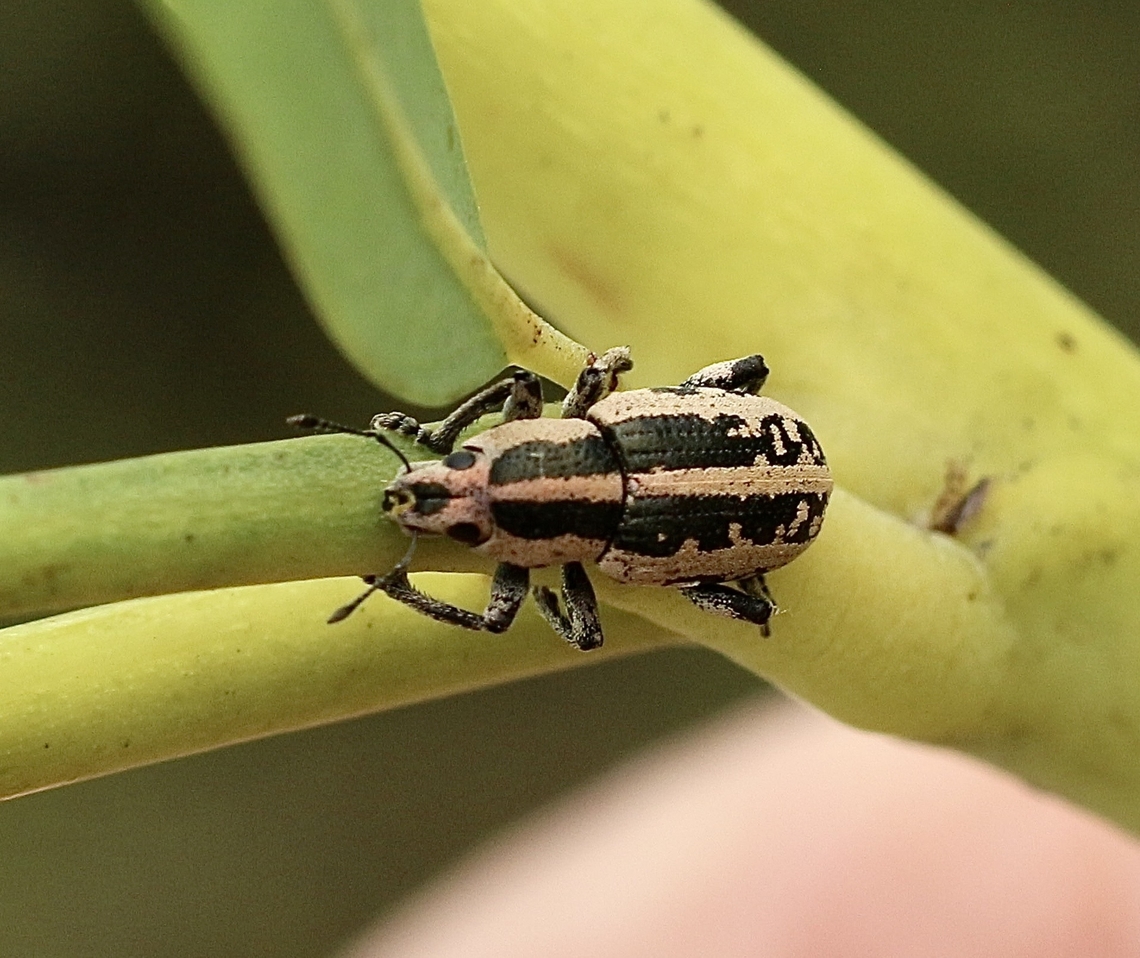 Eudiagogus rosenschoeldi  Eamw weevils,Eudiagogus rosenschoeldi,Florida,Geotagged,Summer,United States