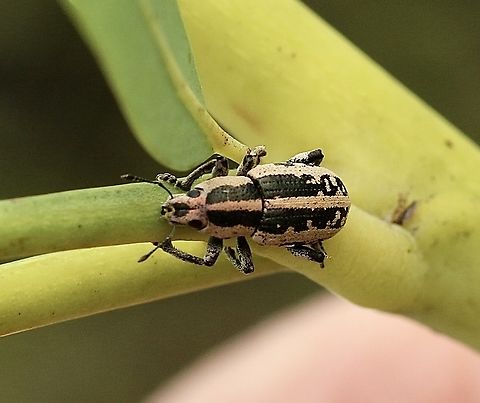 Eudiagogus rosenschoeldi  Eamw weevils,Eudiagogus rosenschoeldi,Florida,Geotagged,Summer,United States