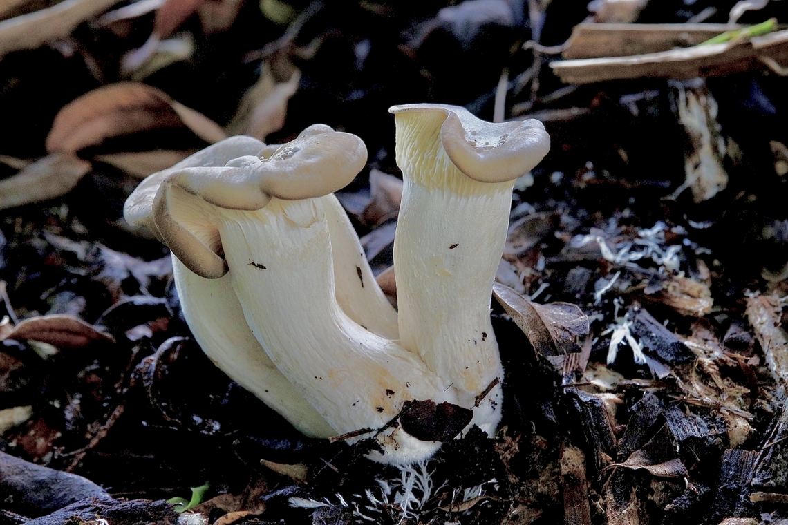 Unidentified mushrooms Growing close to eucalyptus trees in leaf litter and charcoal, maybe Oyster mushrooms?. Australia,Eamw fungi,Geotagged,Karana Downs Qld,Summer