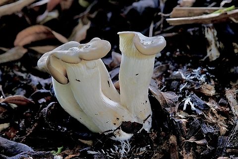 Unidentified mushrooms Growing close to eucalyptus trees in leaf litter and charcoal, maybe Oyster mushrooms?. Australia,Eamw fungi,Geotagged,Karana Downs Qld,Summer