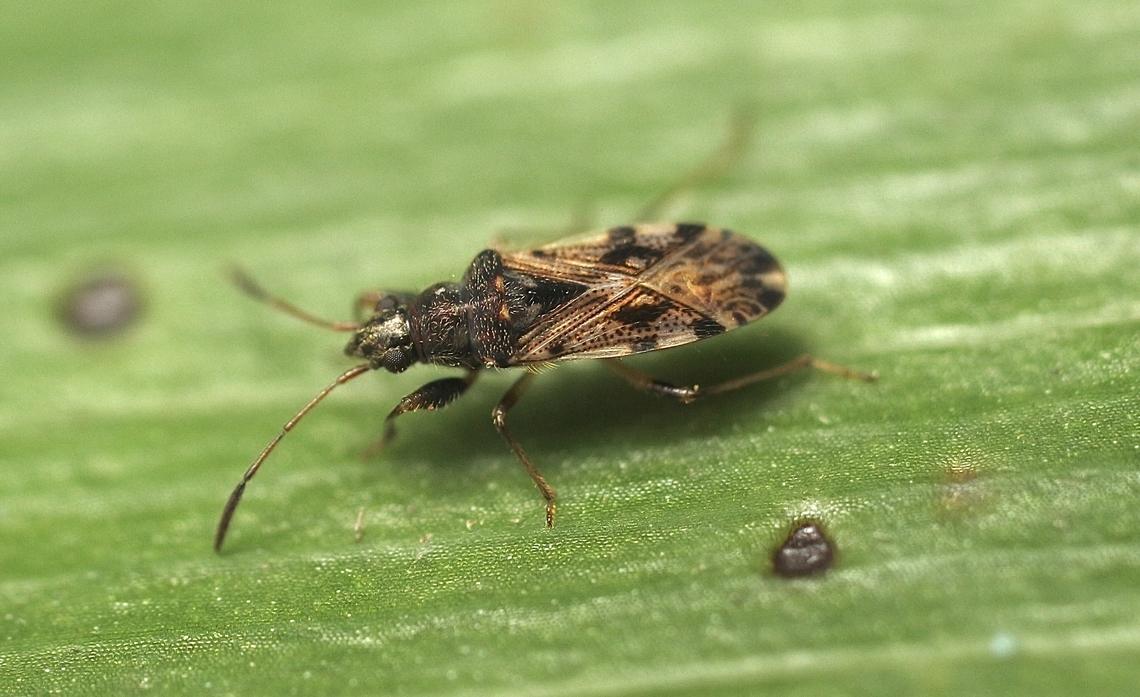 Seed bug - Remaudiereana inornata Attracted to UV light. Australia,Encounter Bay SA,Geotagged,Remaudiereana inornata,Summer,UVL,eamw seed bugs