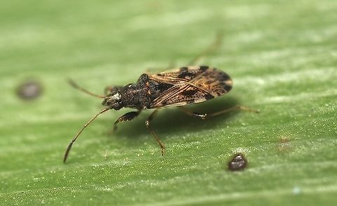 Seed bug - Remaudiereana inornata Attracted to UV light. Australia,Encounter Bay SA,Geotagged,Remaudiereana inornata,Summer,UVL,eamw seed bugs