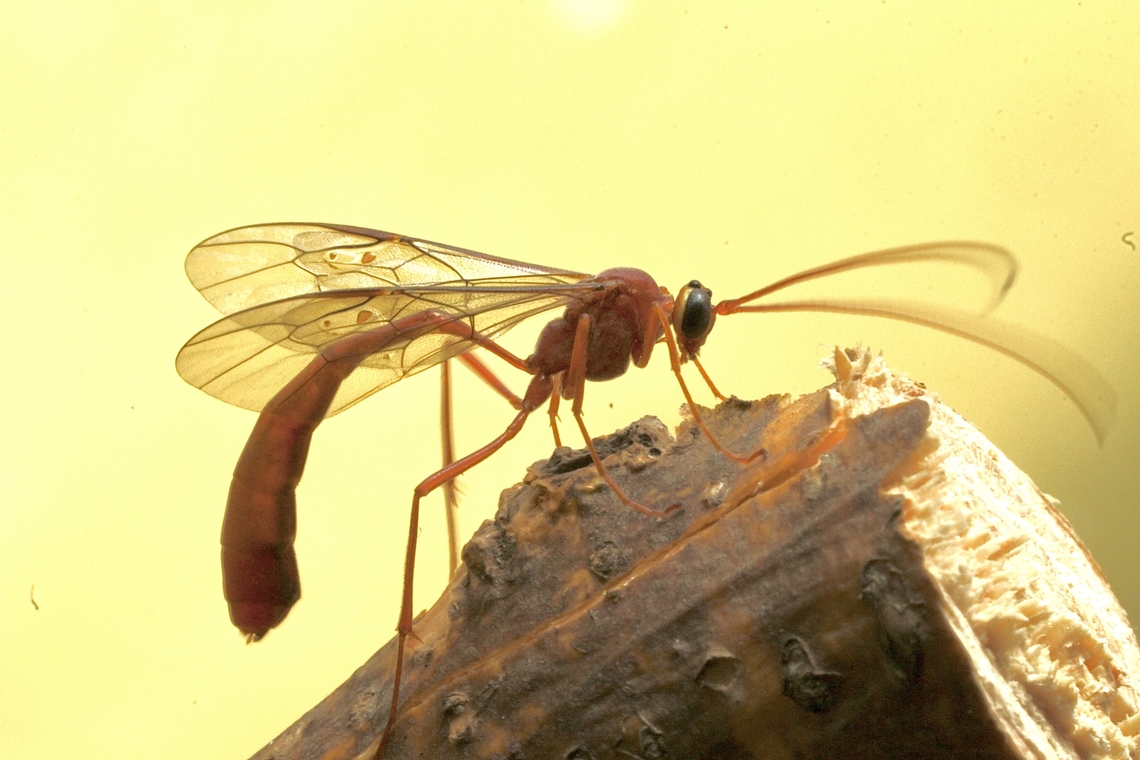 Ischneumon wasp - Enicospilus pulkus Attracted to UV light  Australia,Eamw wasps,Encounter Bay SA,Enicospilus pulkus,Geotagged,Summer,UVL