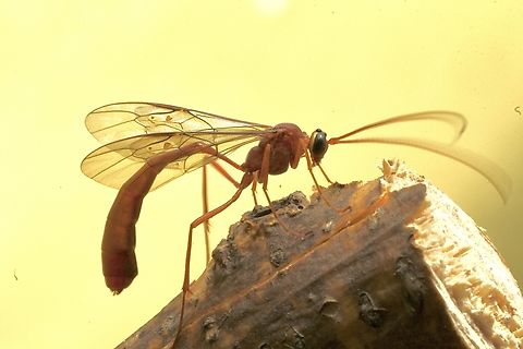 Ischneumon wasp - Enicospilus pulkus Attracted to UV light  Australia,Eamw wasps,Encounter Bay SA,Enicospilus pulkus,Geotagged,Summer,UVL