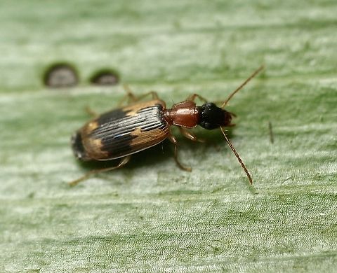 Ground beetle - Anomotarus crudelis Attracted to UV light. Anomotarus crudelis,Australia,Eamw beetles,Encounter Bay SA,Geotagged,Summer,UVL