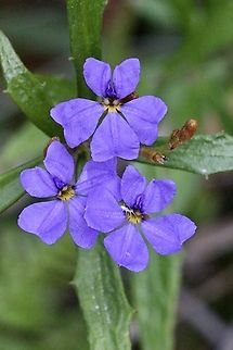 Blue Dampiera - Dampiera stricta  Australia,Blue Dampiera,Dampiera stricta,Eamw flora,Geotagged,Jervis bay,Spring