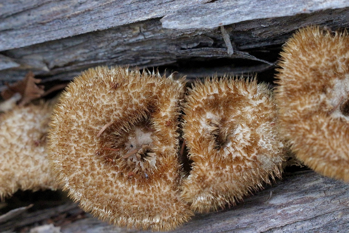 Hairy Trumpet - Panus fasciatus Growing in dead wood. Australia,Eamw fungi,Geotagged,Hairy Trumpet Mushroom,Jervis bay,Panus fasciatus,Spring