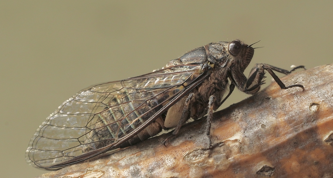 Dune Ticker Cicada - Physeema labyrinthica Found in garden. Only about 20 mm in size. Australia,Dune Ticker Cicada,Eamw cicadas,Encounter Bay SA,Geotagged,Physeema labyrinthica,Summer
