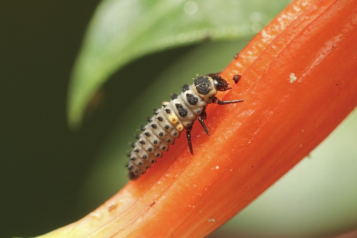 Adonis ladybird - Hippodamia variegata Larvae Adonis ladybird,Australia,Eamw beetles,Encounter Bay SA,Geotagged,Hippodamia variegata,Summer