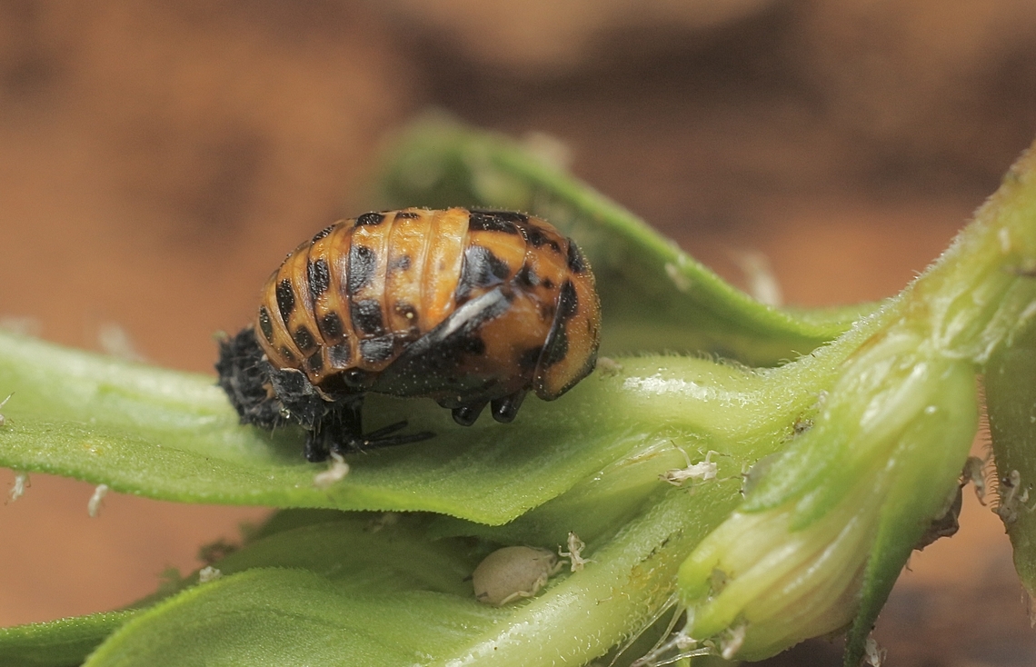 Adonis ladybird -Hippodamia variegata Pupae. Adonis ladybird,Australia,Eamw beetles,Encounter Bay SA,Geotagged,Hippodamia variegata,Summer
