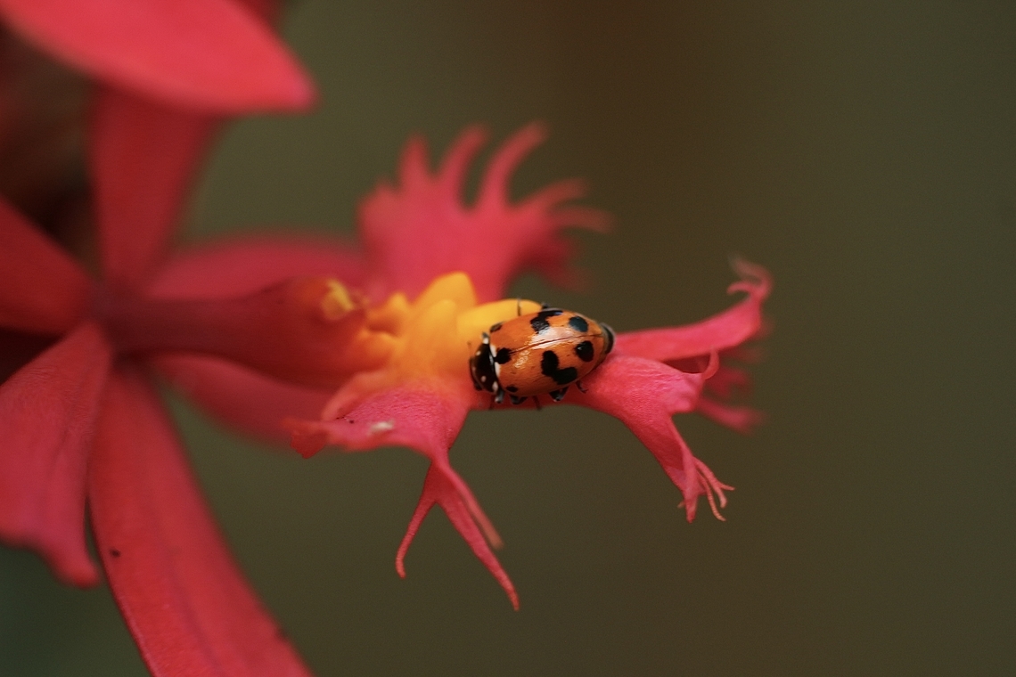 Adonis ladybird - Hippodamia variegata  Adonis ladybird,Australia,Eamw beetles,Encounter Bay SA,Geotagged,Hippodamia variegata,Summer