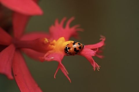 Adonis ladybird - Hippodamia variegata  Adonis ladybird,Australia,Eamw beetles,Encounter Bay SA,Geotagged,Hippodamia variegata,Summer