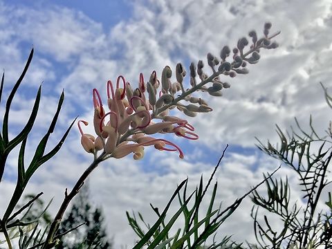 Scarlet Grevillea - Grevillea banksii Endemic to Qld.Australia, but often used as an ornamental in other states. Cultivars are also common. Australia,Eamw flora,Fall,Geotagged,Grevillea banksii,Illaroo NSW,Scarlet Grevillea