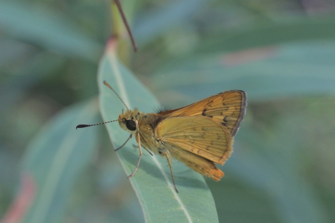 Orange Grass-Dart - Ocybadistes ardea  Australia,Eamw butterflies,Geotagged,Karana Downs Qld,Ocybadistes ardea,Summer,eamw skippers