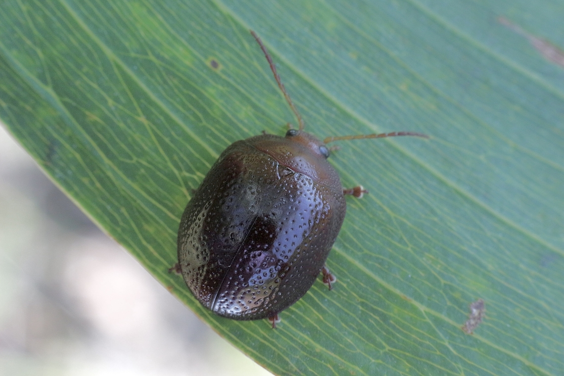Leaf beetle species - Dicranosterna picea  Australia,Dicranosterna picea,Eamw beetles,Geotagged,Karana Downs Qld,Summer