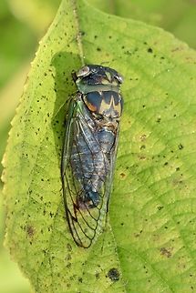 Southern Dusky-winged Cicada Neotibicen tibicen  Eamw cicadas,Florida,Geotagged,Neotibicen tibicen,Summer,United States
