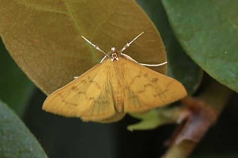 Alamo moth - Condylorrhiza vestigialis  Alamo moth,Condylorrhiza vestigialis,Eamw moth,Fall,Florida,Geotagged,United States