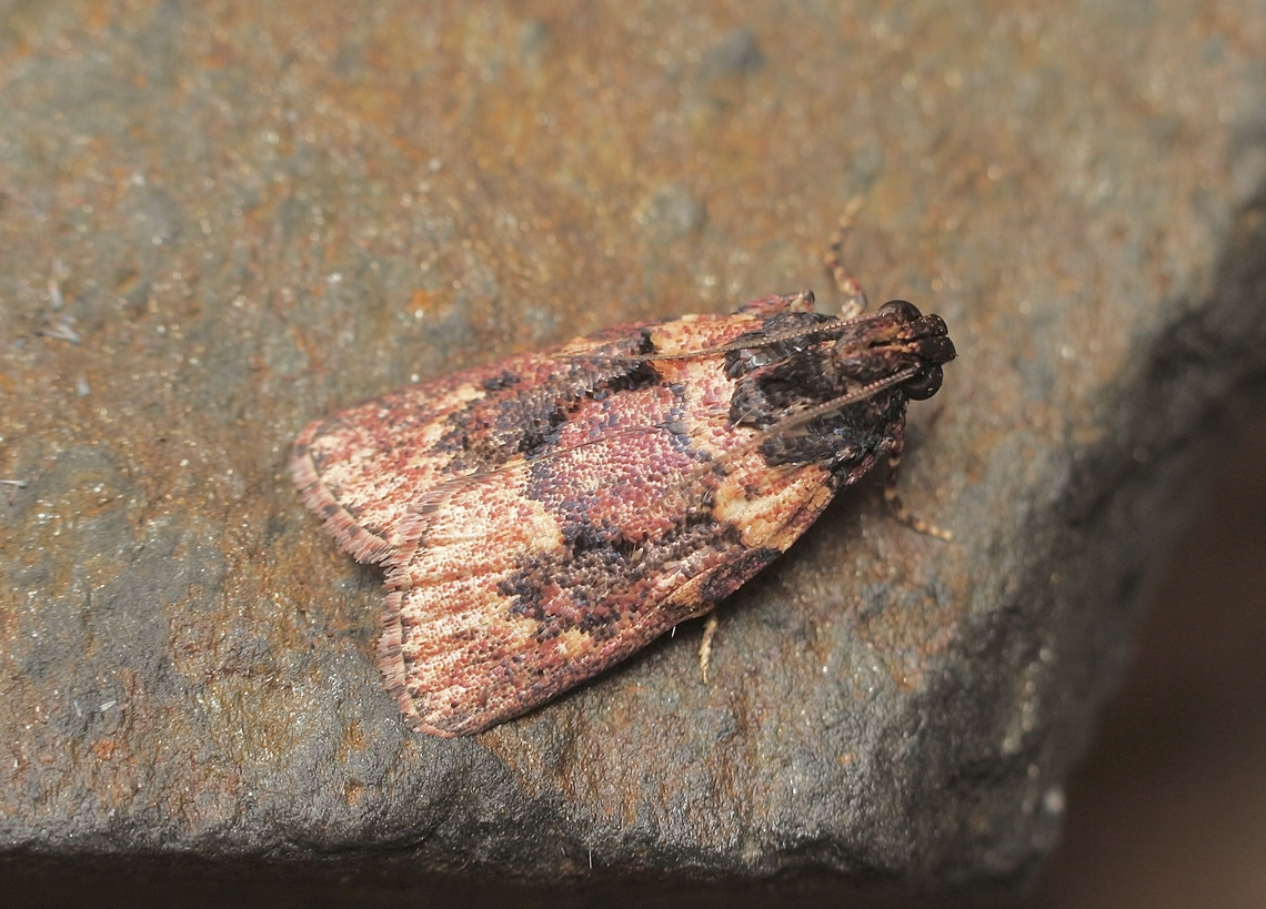Genus Araeopaschia Attracted to UV light. Possibly Araeopaschia normalis . Australia,Eamw moth,Encounter Bay SA,Geotagged,Summer,UVL