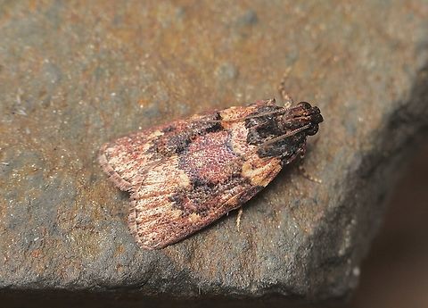 Genus Araeopaschia Attracted to UV light. Possibly Araeopaschia normalis . Australia,Eamw moth,Encounter Bay SA,Geotagged,Summer,UVL