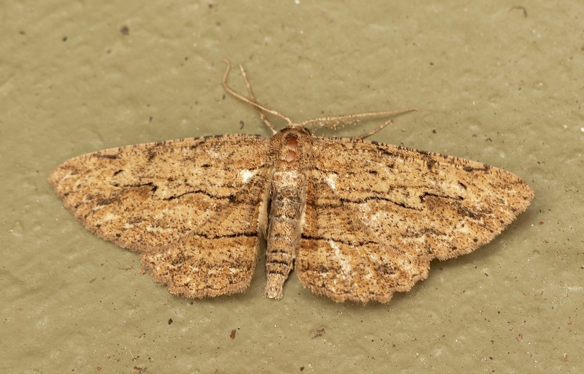 Twig looper - Ectropis excursaria Attracted to UV light. Australia,Eamw moth,Ectropis excursaria,Encounter Bay SA,Geotagged,Summer,UVL