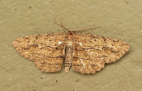 Twig looper - Ectropis excursaria Attracted to UV light. Australia,Eamw moth,Ectropis excursaria,Encounter Bay SA,Geotagged,Summer,UVL