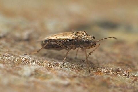 Rutherglen Bug - Nysius vinitor Attracted to UV light  Australia,Encounter Bay SA,Geotagged,Nysius vinitor,Rutherglen Bug,Summer,UVL,eamw seed bugs