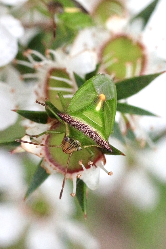 Stink bug species - Cuspicona thoracica  Australia,Cuspicona thoracica,Eamw stink bugs,Geotagged,Langwarrin Reserve,Spring