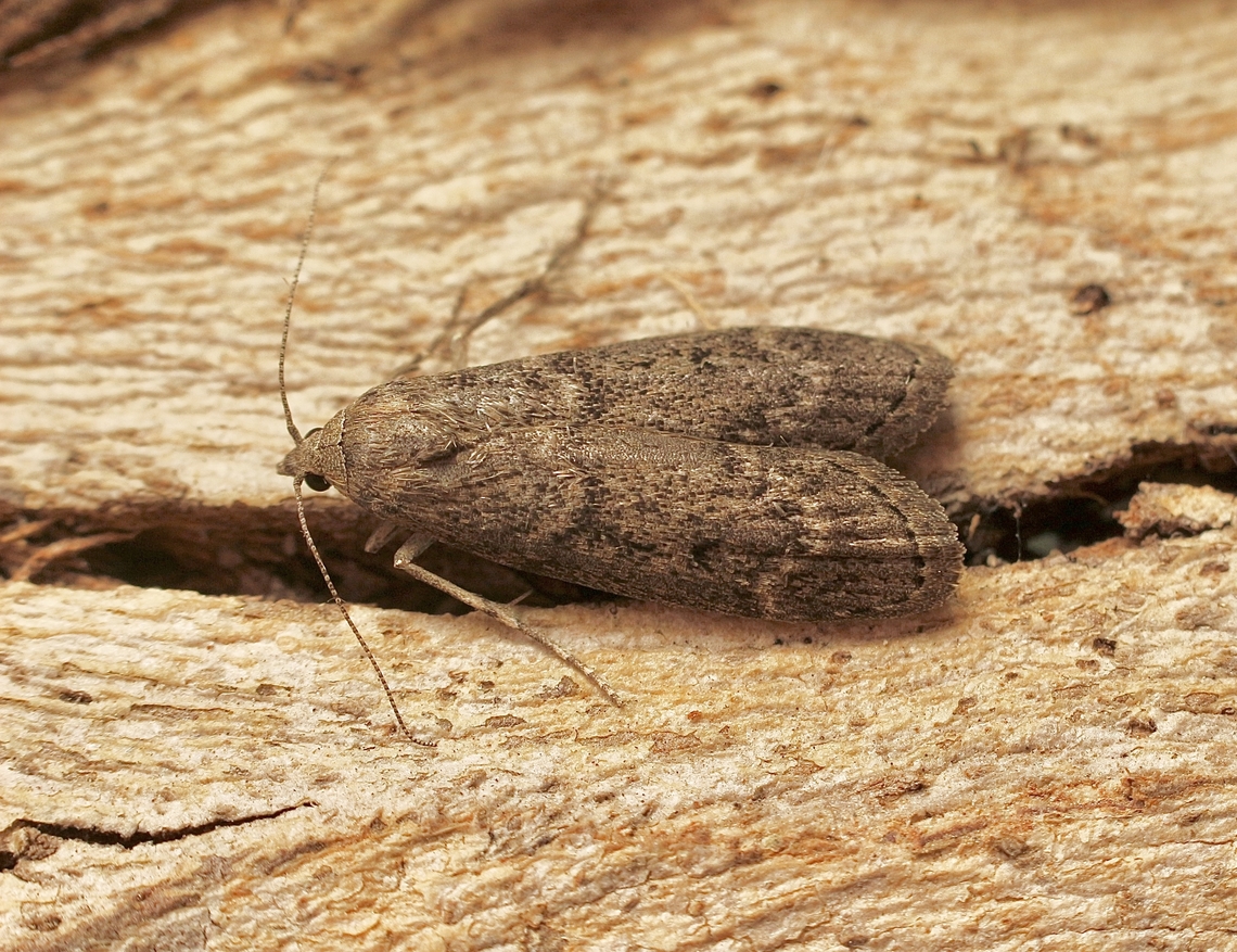 Heteromicta pachytera Attracted to UV light. Australia,Eamw moth,Encounter Bay SA,Geotagged,Heteromicta pachytera,Summer,UVL
