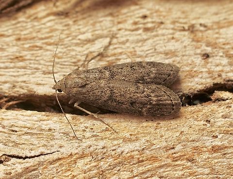 Heteromicta pachytera Attracted to UV light. Australia,Eamw moth,Encounter Bay SA,Geotagged,Heteromicta pachytera,Summer,UVL