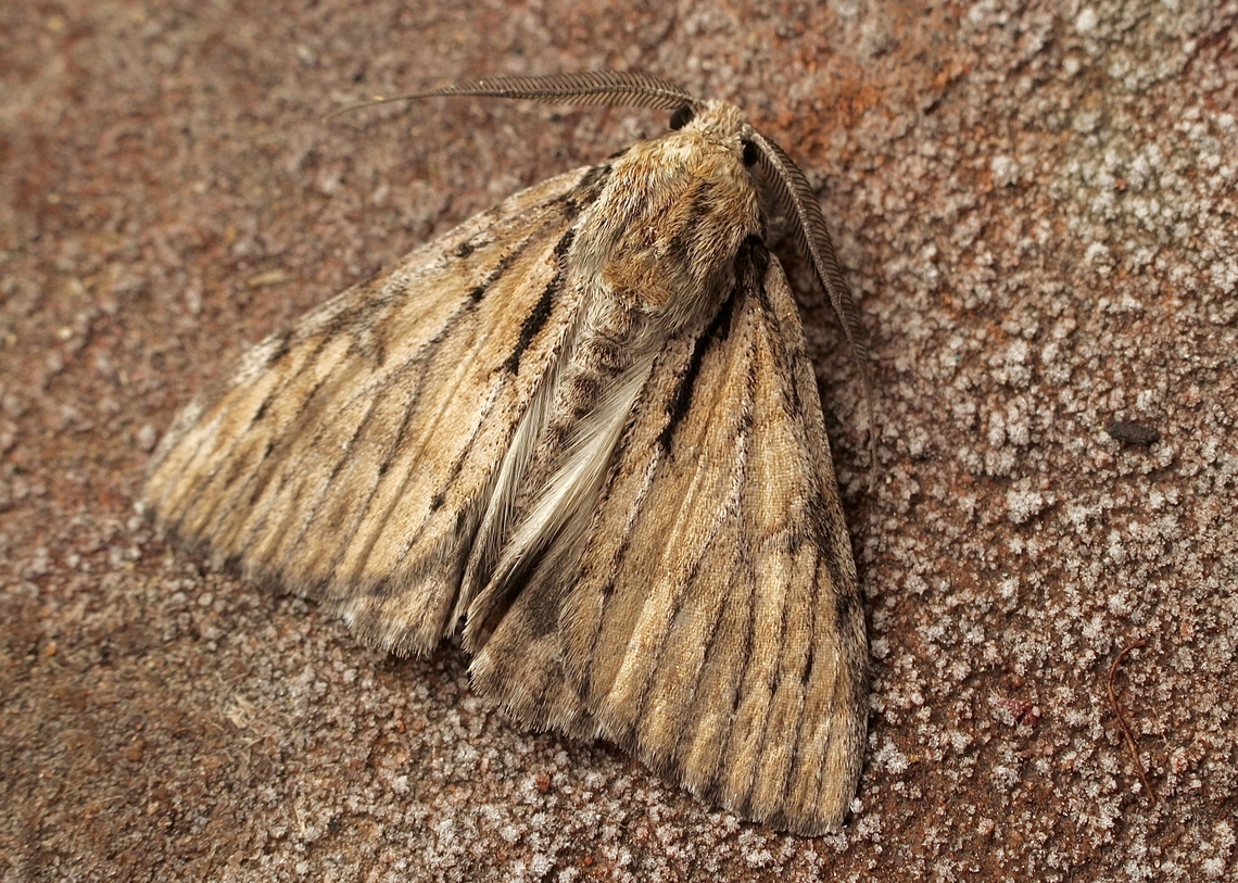 Webbed Grey - Rhuma argyraspis Attracted to UV light. Australia,Eamw moth,Encounter Bay SA,Geotagged,Rhuma argyraspis,Summer,UVL