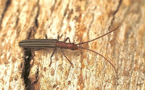 Syllitus rectus  Australia,Eamw beetles,Encounter Bay SA,Geotagged,Summer,Syllitus rectus,UVL