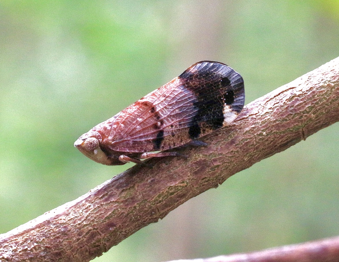 Gum tree hopper - Genus Platybrachys Possibly species Platybrachys lurida Australia,Eamw leafhoppers,Geotagged,Karana Downs Qld,Platybrachys lurida,Spring