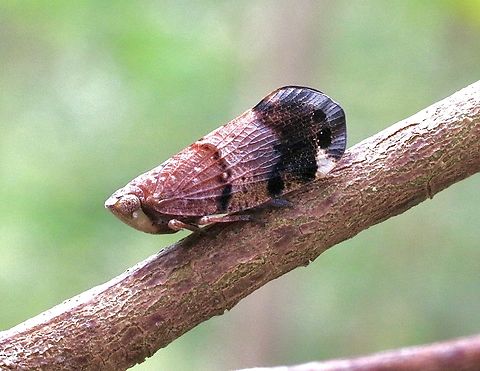 Gum tree hopper - Genus Platybrachys Possibly species Platybrachys lurida Australia,Eamw leafhoppers,Geotagged,Karana Downs Qld,Platybrachys lurida,Spring