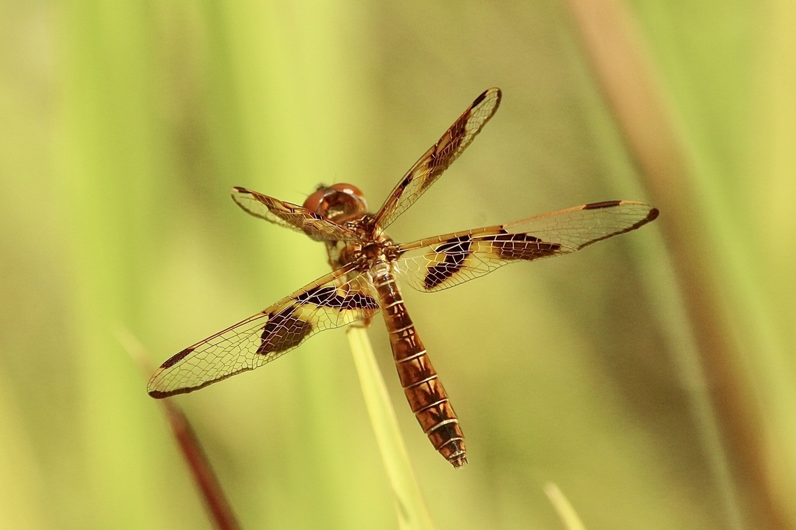Eastern Amberwing - Perithemis tenera  Eamw dragonflies,Eastern Amberwing,Florida,Geotagged,Perithemis tenera,Summer,United States