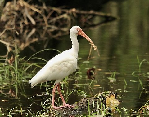 American White Ibis - Eudocimus albus  American White Ibis,Eamw birds,Eudocimus albus,Florida,Geotagged,Summer,United States