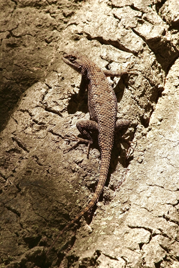 Western fence lizard - Sceloporus occidentalis  Eamw reptiles,Fall,Florida,Geotagged,Sceloporus occidentalis,United States,Western fence lizard
