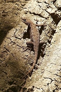 Western fence lizard - Sceloporus occidentalis  Eamw reptiles,Fall,Florida,Geotagged,Sceloporus occidentalis,United States,Western fence lizard